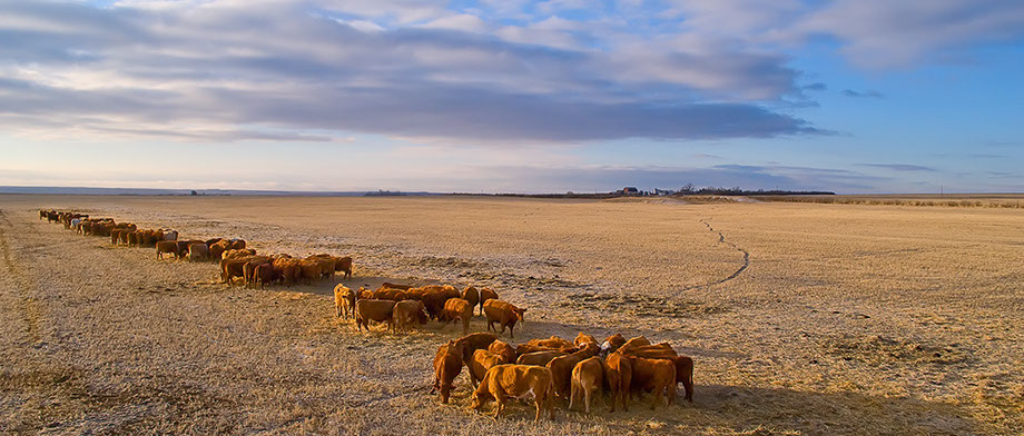 Ranch Manager Open software by White Mountains Livestock Company.  Now Ranch Manager is for everybody, everywhere.